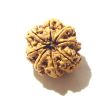 8 Mukhi Nepali Rudraksha
