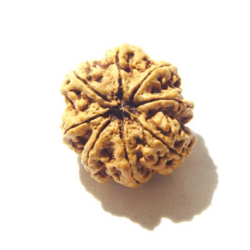 8 Mukhi Nepali Rudraksha