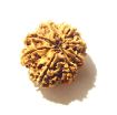 8 Mukhi Nepali Rudraksha