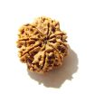 8 Mukhi Nepali Rudraksha