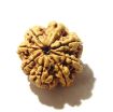 8 Mukhi Nepali Rudraksha