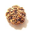 8 Mukhi Nepali Rudraksha