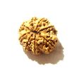 8 Mukhi Nepali Rudraksha