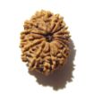 14 Mukhi Nepali Rudraksha