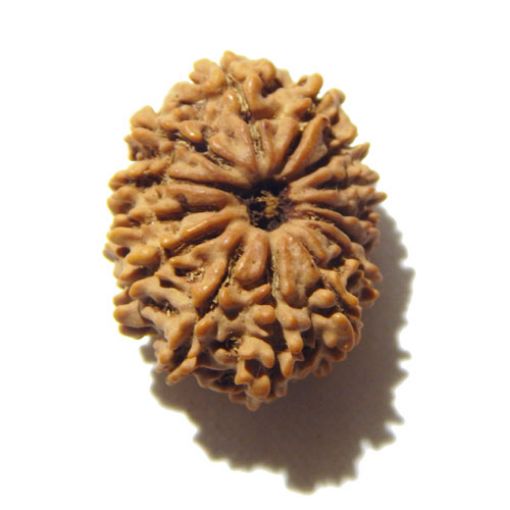 14 Mukhi Nepali Rudraksha