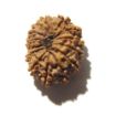14 Mukhi Nepali Rudraksha