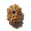 14 Mukhi Nepali Rudraksha