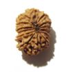 14 Mukhi Nepali Rudraksha