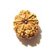 9 Mukhi Nepali Rudraksha