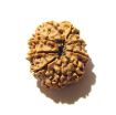 9 Mukhi Nepali Rudraksha
