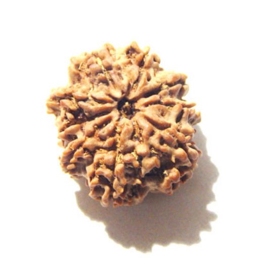 9 Mukhi Nepali Rudraksha