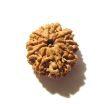9 Mukhi Nepali Rudraksha