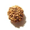 9 Mukhi Nepali Rudraksha