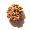 9 Mukhi Nepali Rudraksha