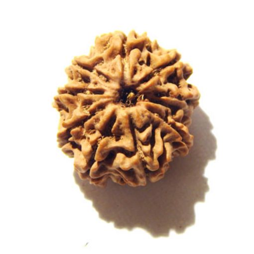 9 Mukhi Nepali Rudraksha