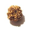 9 Mukhi Nepali Rudraksha