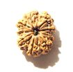 9 Mukhi Nepali Rudraksha