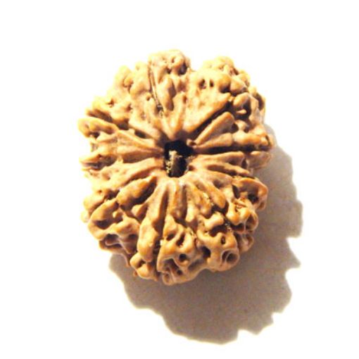 9 Mukhi Nepali Rudraksha