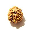 9 Mukhi Nepali Rudraksha