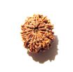 12 Mukhi Nepali Rudraksha