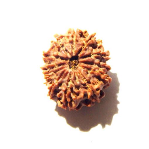 12 Mukhi Nepali Rudraksha