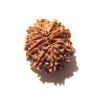 12 Mukhi Nepali Rudraksha