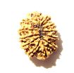 12 Mukhi Nepali Rudraksha