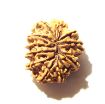 12 Mukhi Nepali Rudraksha