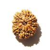 9 Mukhi Nepali Rudraksha
