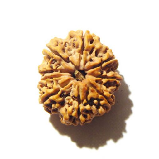 9 Mukhi Nepali Rudraksha