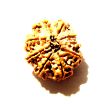 9 Mukhi Nepali Rudraksha