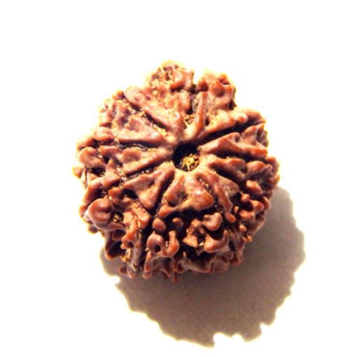 9 Mukhi Nepali Rudraksha