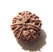 9 Mukhi Nepali Rudraksha