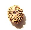 10 Mukhi Nepali Rudraksha
