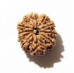 10 Mukhi Nepali Rudraksha