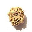 10 Mukhi Nepali Rudraksha