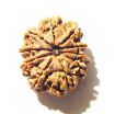10 Mukhi Nepali Rudraksha