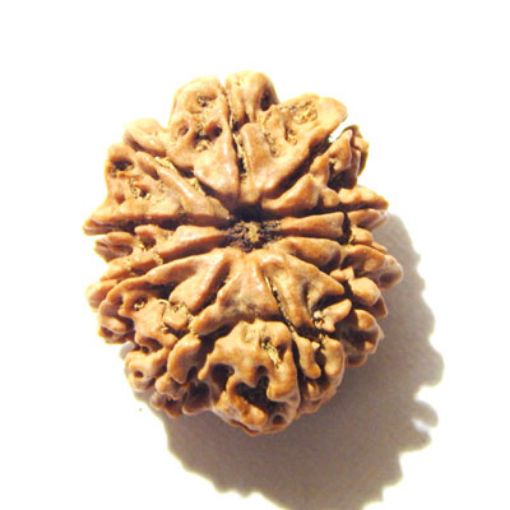 10 Mukhi Nepali Rudraksha