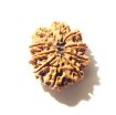 10 Mukhi Nepali Rudraksha