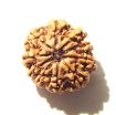 10 Mukhi Nepali Rudraksha