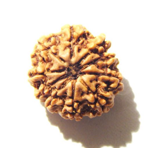 10 Mukhi Nepali Rudraksha