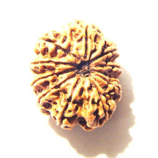 10 Mukhi Nepali Rudraksha
