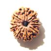 10 Mukhi Nepali Rudraksha