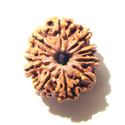 10 Mukhi Nepali Rudraksha