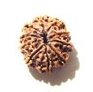 10 Mukhi Nepali Rudraksha