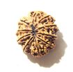 10 Mukhi Nepali Rudraksha