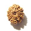 10 Mukhi Nepali Rudraksha