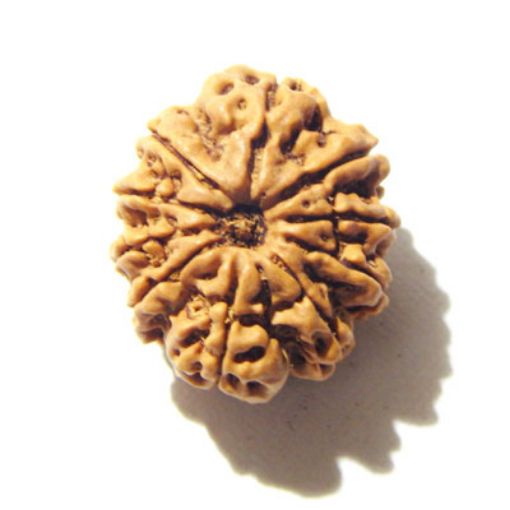 10 Mukhi Nepali Rudraksha