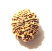 10 Mukhi Nepali Rudraksha