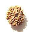 10 Mukhi Nepali Rudraksha